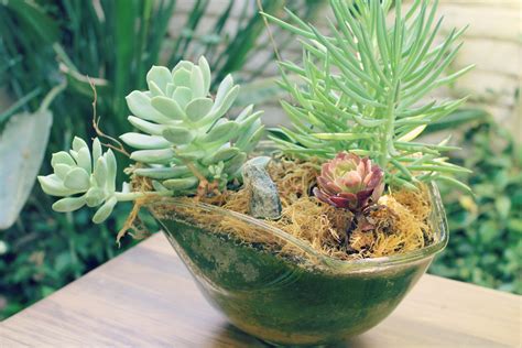Photos, art, growing tips, sales/trades, news, stories. abhaya: DIY >> Succulent Planters