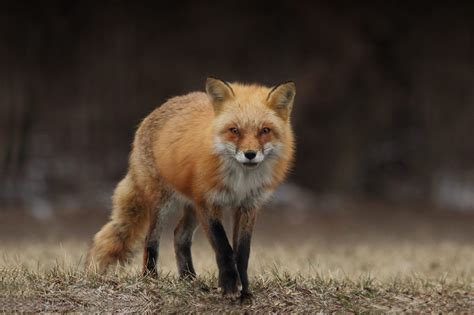 Are Foxes Dangerous Health And Attack Risks Faq Info And Guide Pet Keen
