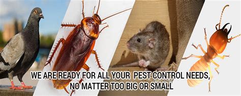 Pest Control Service And Commercial Pest Control Service In Vadodara