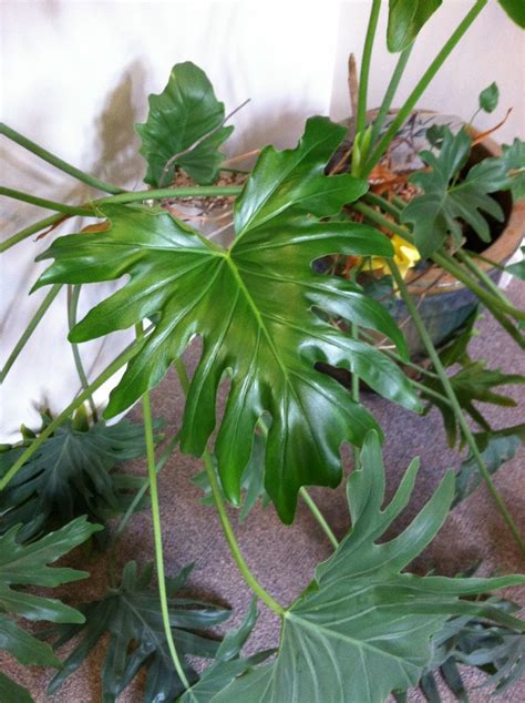 Large Green Leaf Plant Plant Ideas