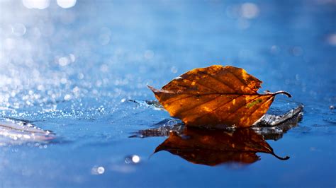 Download Wallpaper 3840x2160 Leaf Autumn Fallen Dry Water Liquid