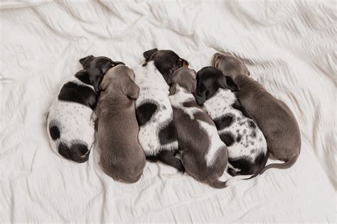 Do Piebald Dachshunds Have Health Issues