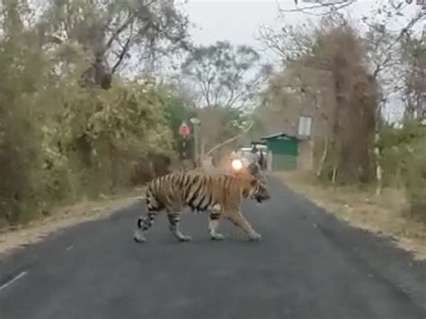 Viral Video A Graceful Walk Of A Tiger On The Road The Traffic