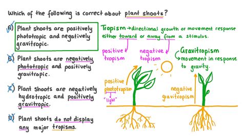 Question Video Describing The Tropisms Displayed By Plant Shoots Nagwa