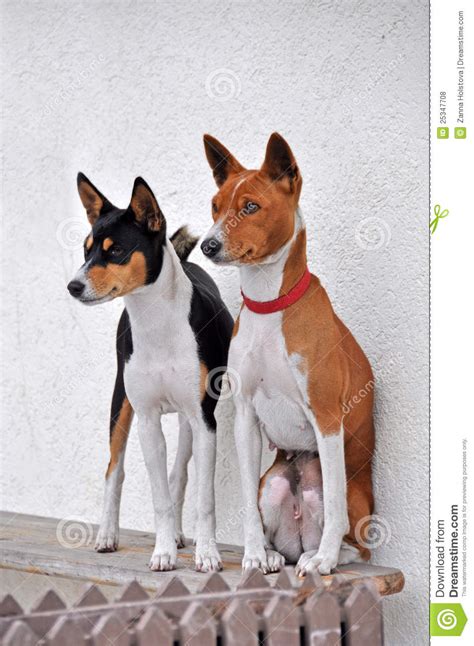 Basenji Dogs Stock Photo Image Of Looking Graceful