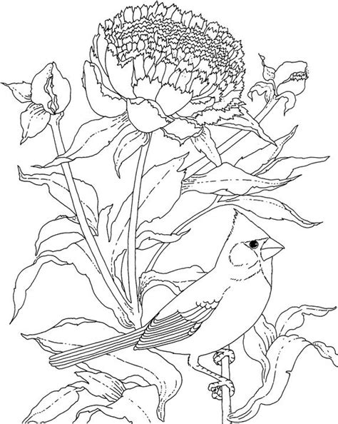 Our unique coloring pages are great for adults who have an inner kid too! Indiana Cardinal Coloring Page | Purple Kitty