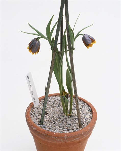 Fritillaria Uva Vulpis Foxs Grape Fritillary Bulbs — Buy Online At