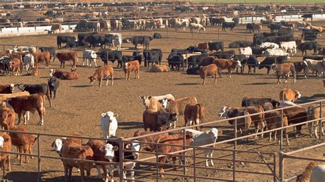 Large Scale Animal Agriculture Is Threatening Rural Communities
