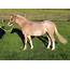 Red Roan/Sabino Welsh A Filly  Pony And Cob Horse