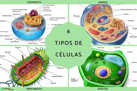 tipos de células y sus características Resumen con esquemas