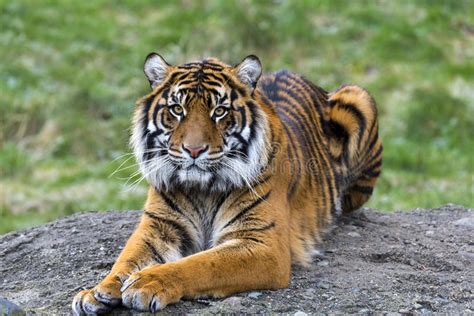 Sumatran Tiger Stock Image Image Of Sumatra Sumatran 84133751