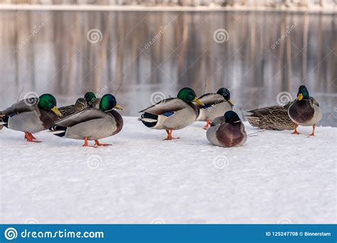 Group Of Freezing Mallard Ducks In Winter Time Stock Photo Image Of