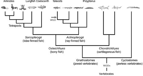 Phylogenetic Tree Of Vertebrates A Simplified Phylogenetic Tree