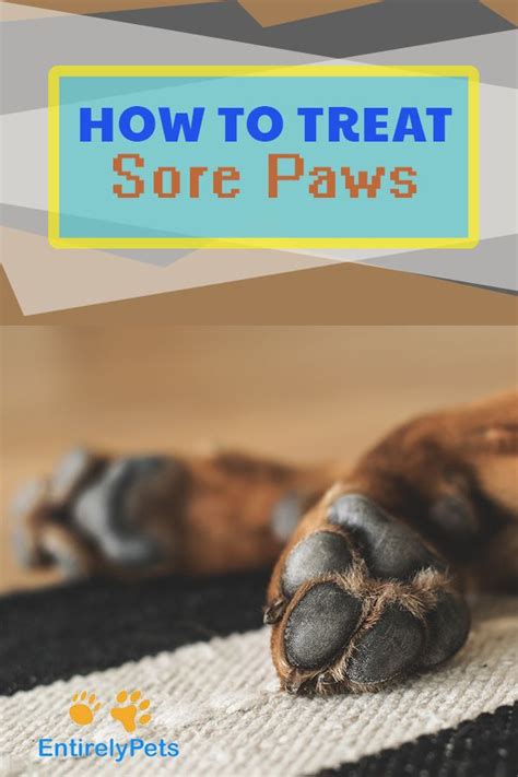 How To Treat Sore Paws Healthypets Blog Dog Paw Pads Dog Wound