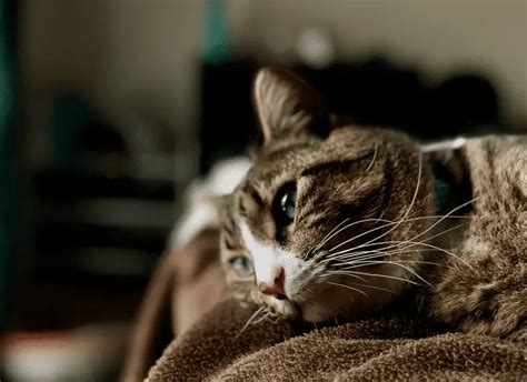 Do Indoor Cats Get Depressed Or Stressed Prevent It Now Monsieurtn