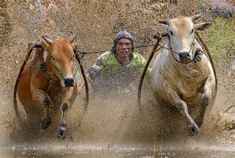 Pictures Running Traditional Bull Race Water Splash Animal