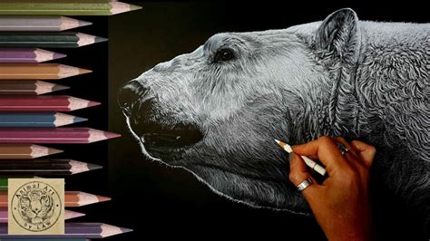 How To Draw A Polar Bear Using Colored Pencils Timelapse Polar Bear