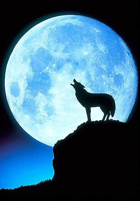 Howling Wolf Moon Moon Pictures Beautiful Moon