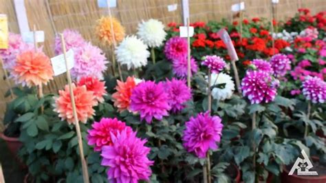 Summer 365 days flowering plants in india. ROSE FESTIVAL | FLOWERS EXHIBITION | ZAKIR ROSE GARDEN ...