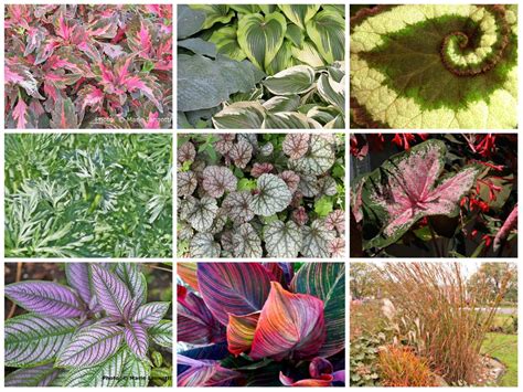 Best Types Of Foliage Plants