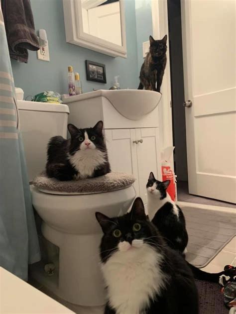 14 Cats Shamelessly Disrespecting Peoples Purrsonal Space Viral Cats
