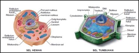 Gambar sel hewan dan sel tumbuhan beserta keterangannya. SEL HEWAN DAN TUMBUHAN (Bag. 2) | JENDELA INFORMASI