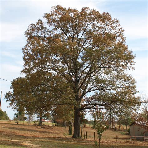 Southern Red Oak A Top 100 Common Tree In North America