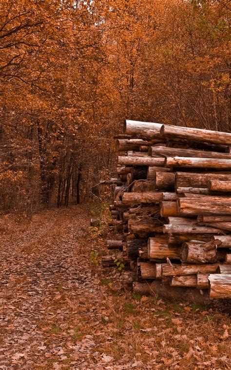 Free Download Logging Wallpapers High Quality Download 2560x1600 For