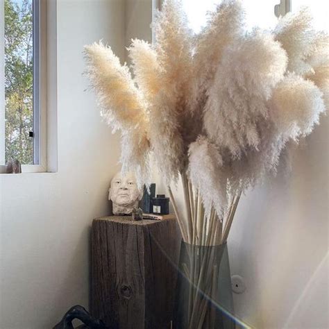 Dried Pampas Grass Reed Plume Single Stem 140 Cm 6 Colours Etsy