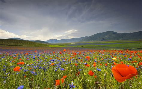 Italy Landscape Flowers Poppies Cornflowers Mountains Meadow Hd