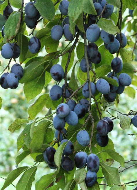 Śliwa ‘węgierka Zwykła Prunus Domestica Węgierka Zwykła Urzadzamypl
