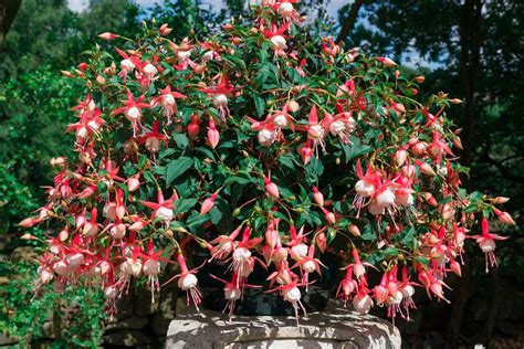 How To Care For The Fuchsia Plant