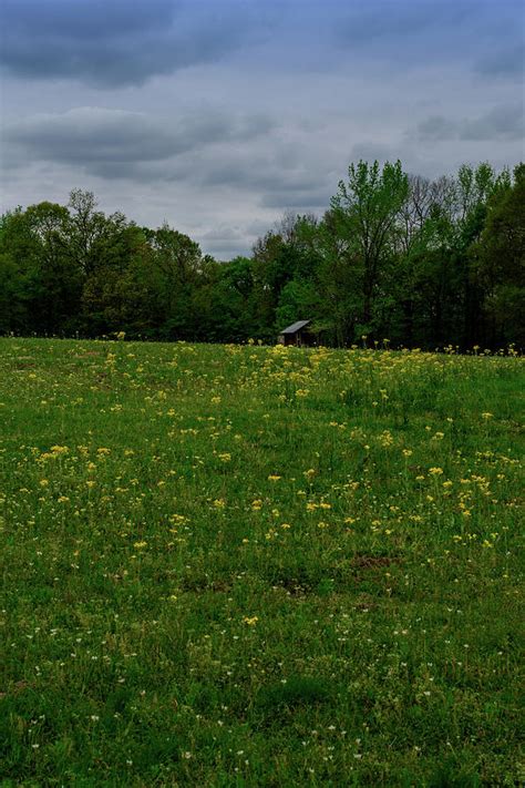 East Texas Wildflowers 0480 Photograph By Keith Johnson Fine Art America