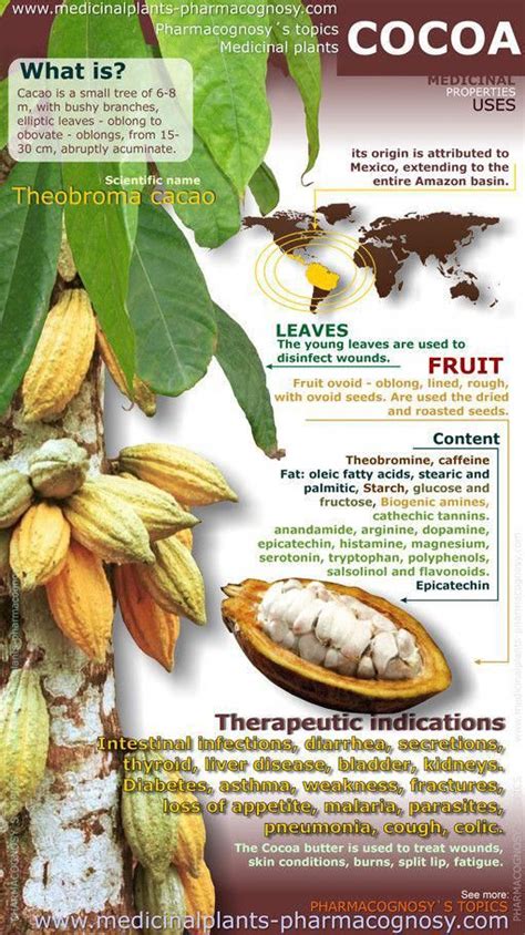 Cacao Benefits Infographic Summary Of The General Characteristics Of