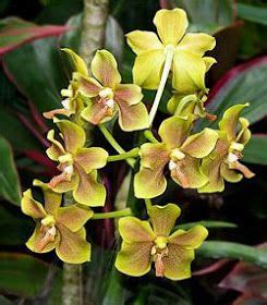 Hoa Phong Lan Vi T Vietnam Orchids Viet Orchids Oncidium Office Plants Nelson