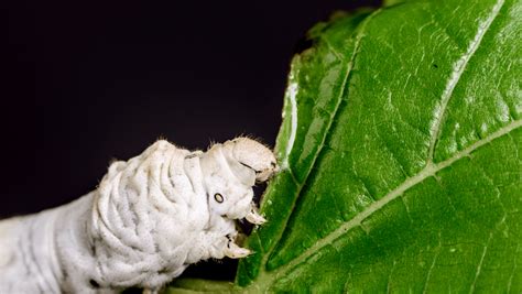 Metabolomic Differences Between Silkworms Bombyx Mori Reared On Fresh