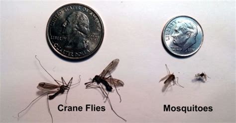 Those Giant Mosquitoes Youve Been Seeing Arent Actually Mosquitoes