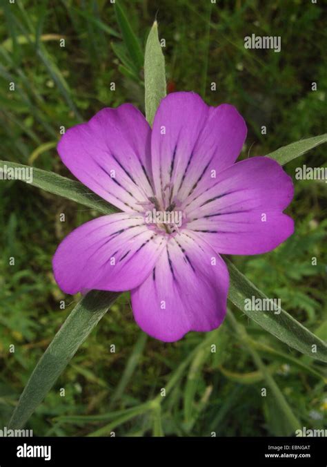 Common Corncockle Agrostemma Githago Flower Germany Stock Photo Alamy