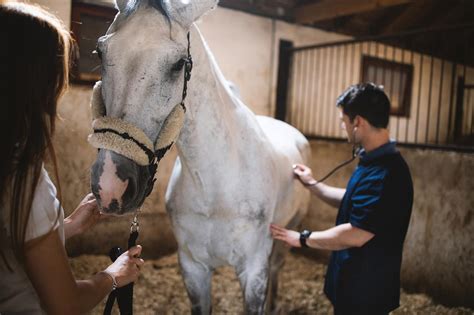 Equine Wobbler Syndrome Causes Signs Diagnosis And Treatment Mad Barn