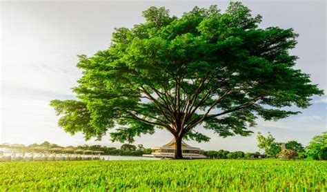 Gran árbol Verde Con Hermosas Ramas En E Premium Photo Freepik