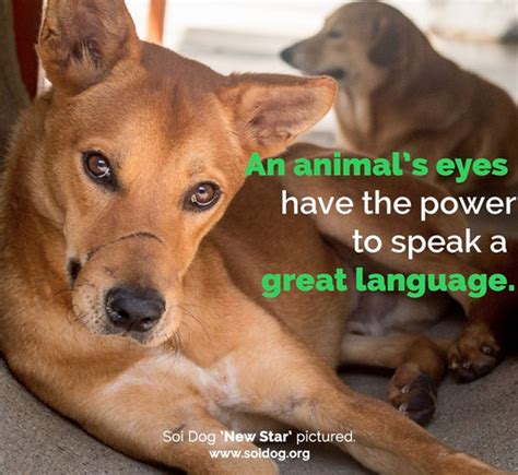 An Animals Eyes Have The Power To Speak A Great Language Martin