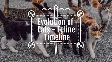 Evolution Of Cats Feline Timeline