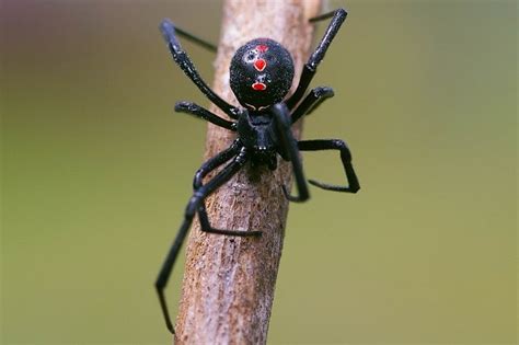 A black widow spider bite is said to feel like a pinprick, although victims may not realize that they have been bitten. Spider Bites Treatment: Emergency and Preventative Care