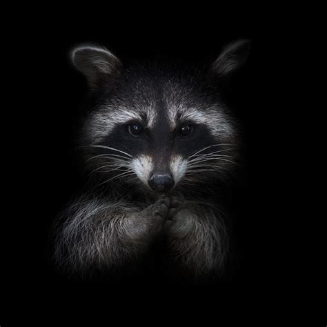 Raccoon Pfp