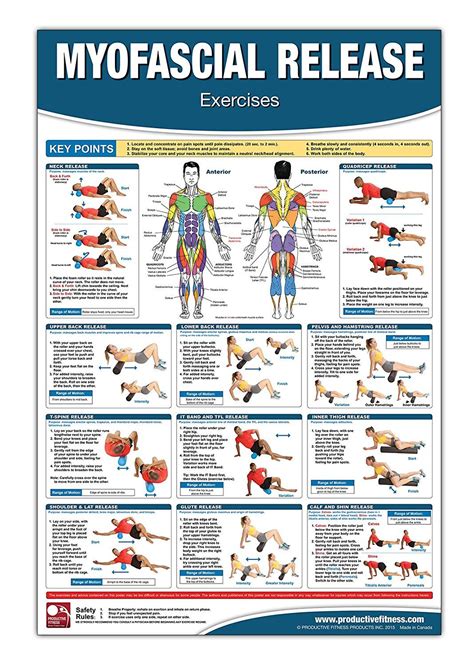 Back Muscle Massage Chart Set Of Trigger Point Charts W99990
