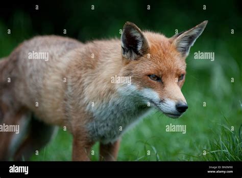 Red Fox At The British Wildlife Centre Stock Photo Alamy