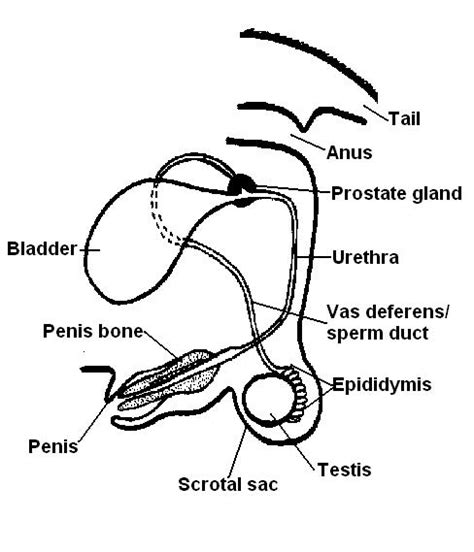 Male Dog Reproductive System Diagram Rufusransom1s Blog
