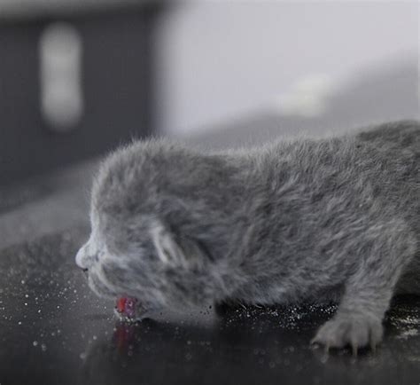 نجات باورنکردنی ۵ بچه گربه تازه متولد شده از زیر آوار زلزله تصاویر