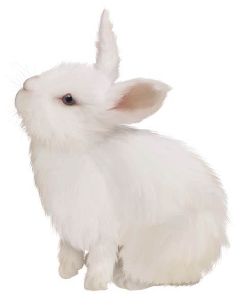 Domestic Rabbit White Rabbit Easter Bunny European Rabbit White Cute