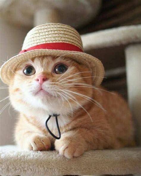Pin On Cats In Hats